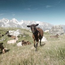 A mountain pasture at the foot of the Mille hut.