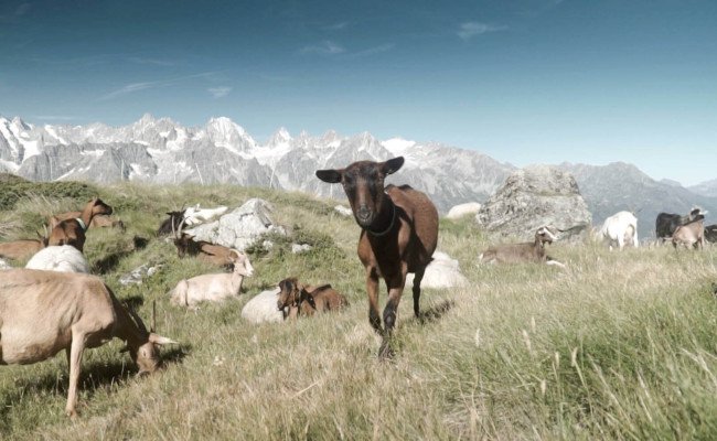 Elise Es Borrat, formation au brevet fédéral de technologue du lait.